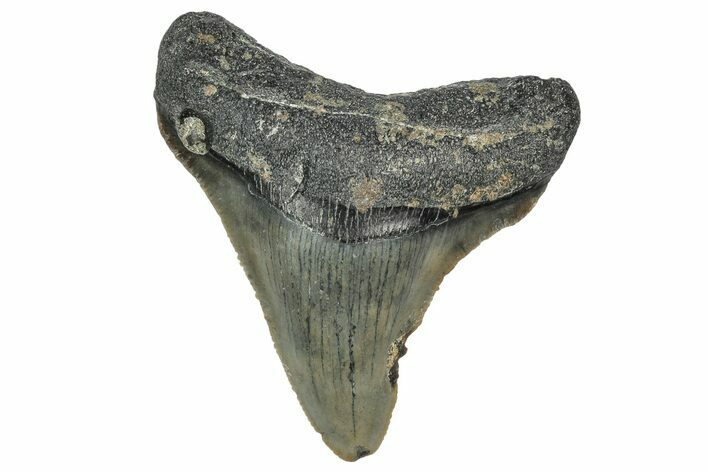 Serrated, Juvenile Megalodon Tooth - North Carolina #345685